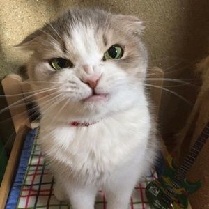 Meet your Posher, Hunter